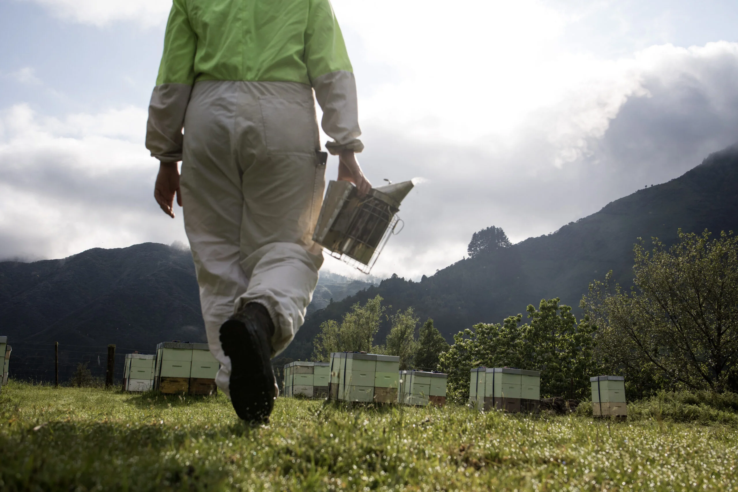 Mānuka honey services