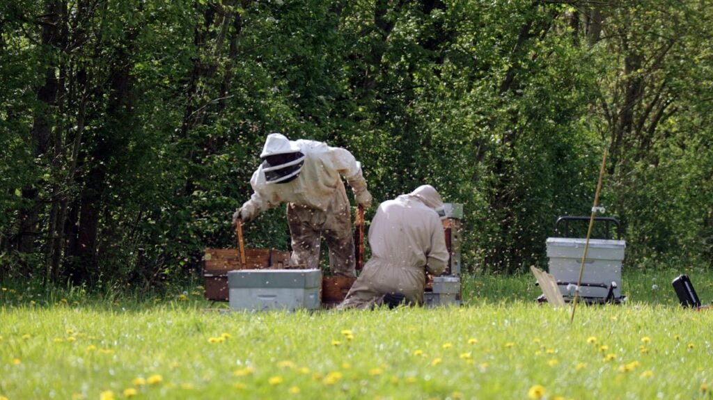 Mānuka MGO honey Beekeeper