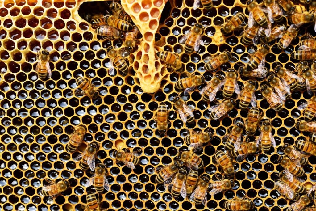 Mānuka honey comb