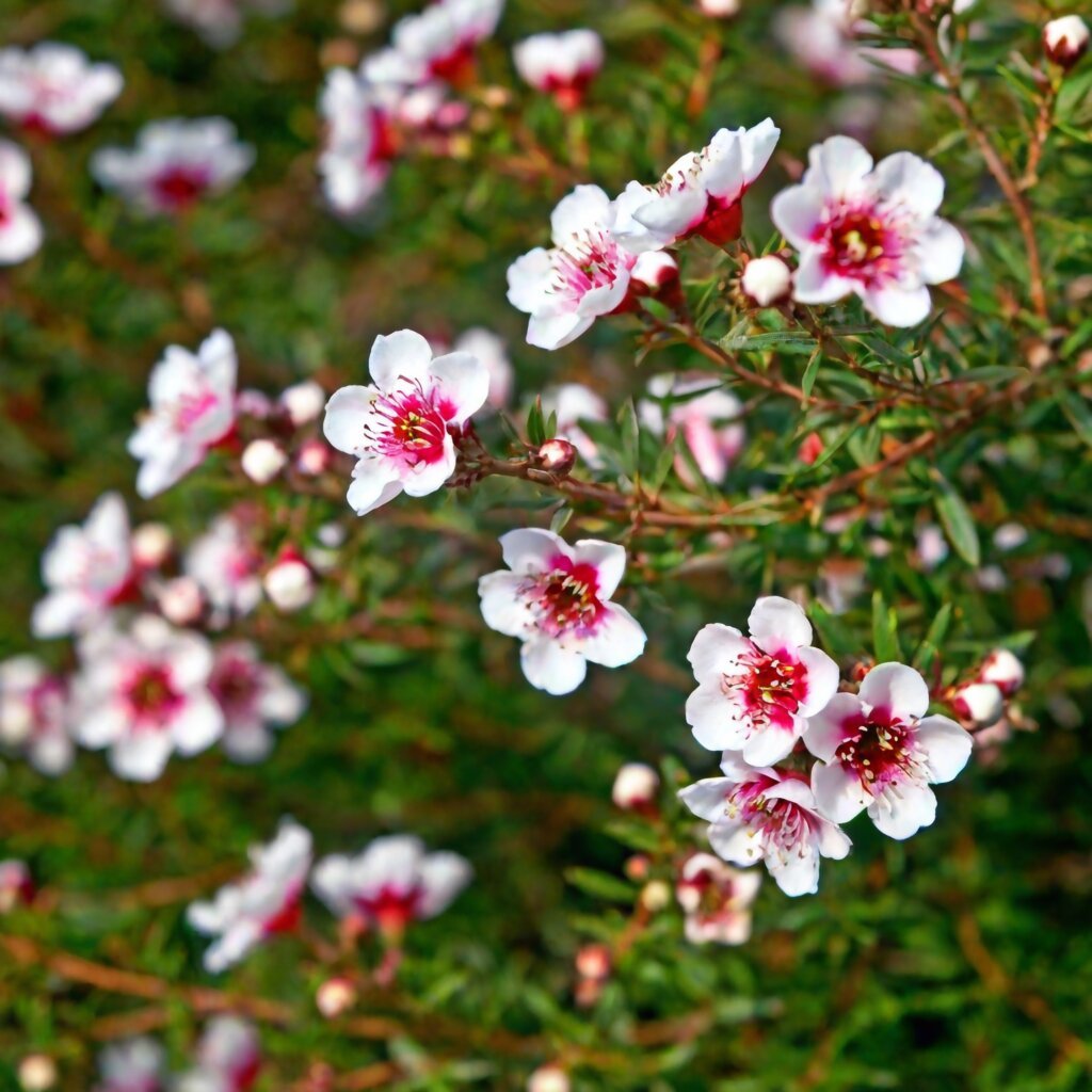 manuka tree1 manuka tree